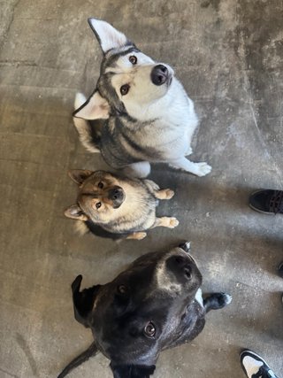 Alojamiento mascotas Cuidadora de mascotas