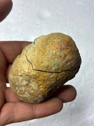Fósil Trilobites Calymene
