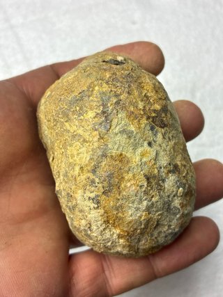 Fósil Trilobites Calymene