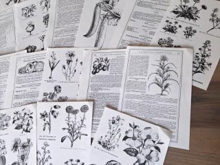 Lotto 20 Pagine Scrapbooking Fiori Vintage
