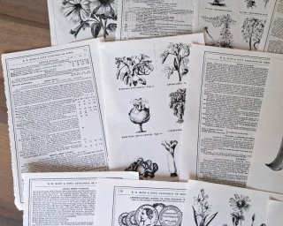 Lotto 20 Pagine Scrapbooking Fiori Vintage