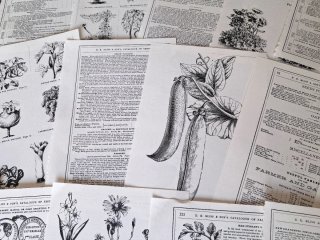 Lotto 20 Pagine Scrapbooking Fiori Vintage
