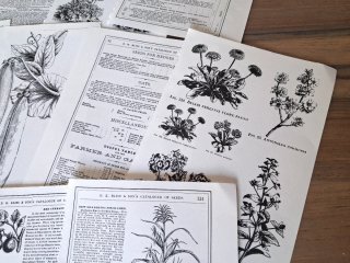 Lotto 20 Pagine Scrapbooking Fiori Vintage