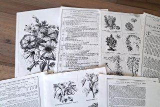 Lotto 20 Pagine Scrapbooking Fiori Vintage