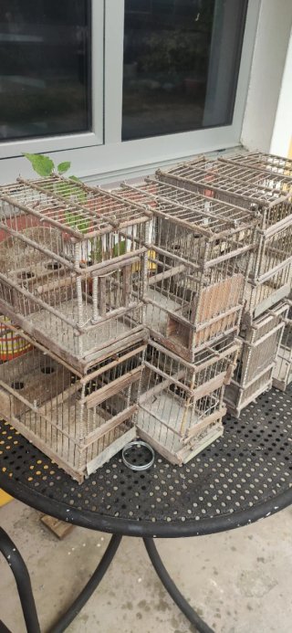 Jaulas para pájaros silvestres o canarios