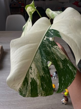 Monstera variegada