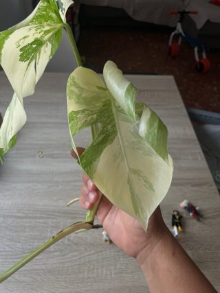 Monstera variegada