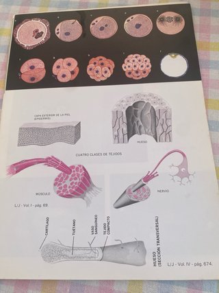Léctum juvenil