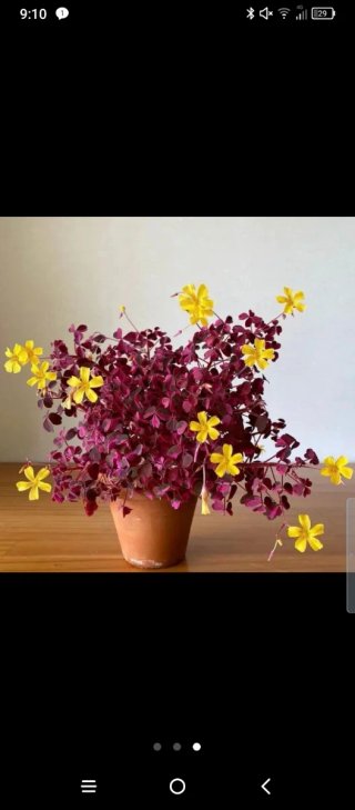 Oxalis Plum Crazy