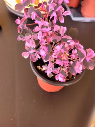 Oxalis Plum Crazy