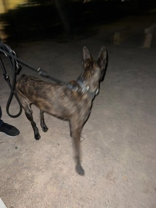 PASEO DE PERROS (BURJASSOT-PATERNA)