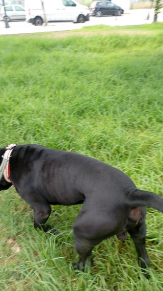 PASEO DE PERROS (BURJASSOT-PATERNA)