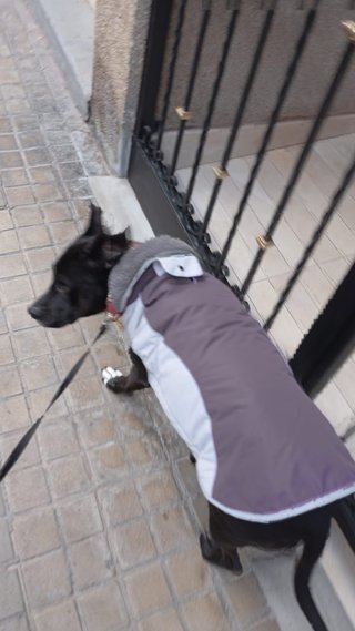 PASEO DE PERROS (BURJASSOT-PATERNA)