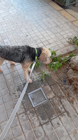 PASEO DE PERROS (BURJASSOT-PATERNA)