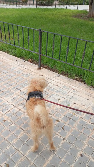 PASEO DE PERROS (BURJASSOT-PATERNA)