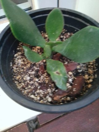 Planta Jade en maceta negra