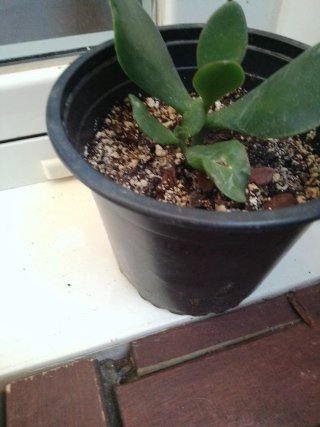 Planta Jade en maceta negra