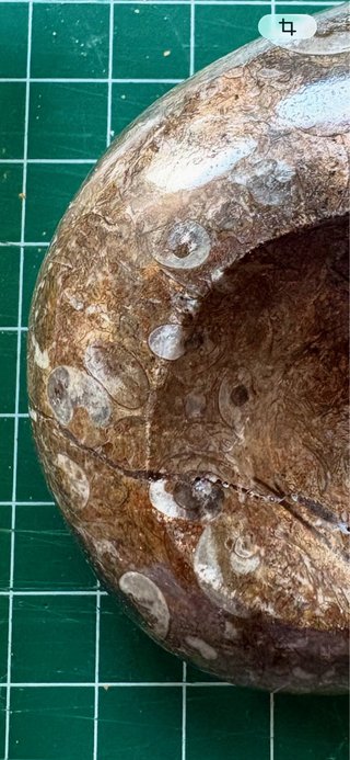 Fósil de Ammonites con detalles especiales