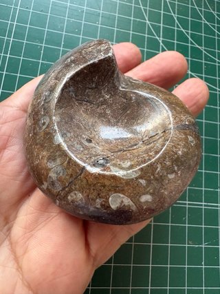 Fósil de Ammonites con detalles especiales