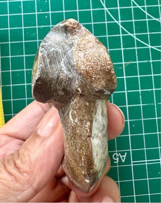 Fósil de Ammonites con detalles especiales