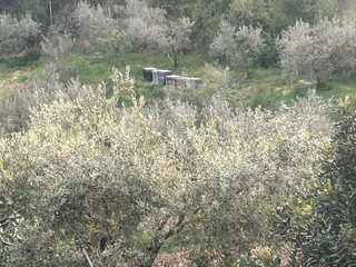 Terreno para apicultura