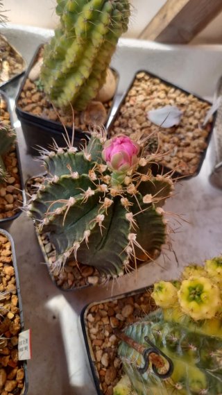 Astrophytum myriostigma
