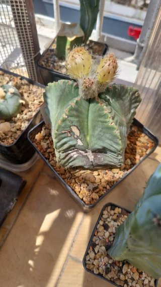 Astrophytum myriostigma