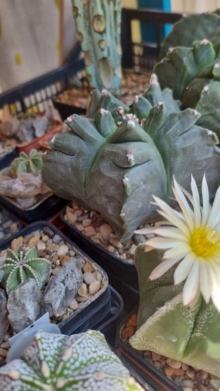 Astrophytum myriostigma