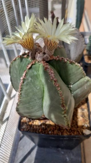 Astrophytum myriostigma