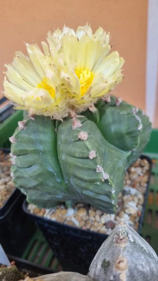 Astrophytum myriostigma