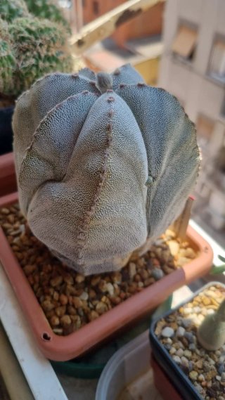 Astrophytum myriostigma