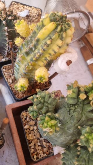 Astrophytum myriostigma