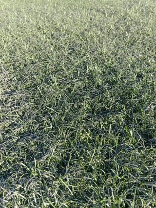 Césped Artificial Verde Plástico