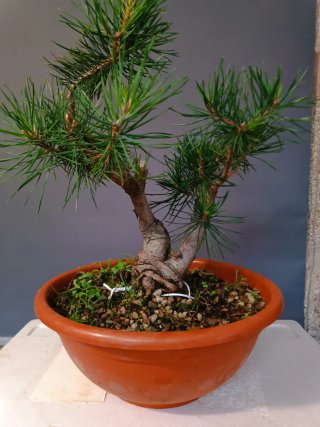 Prebonsai Pino Silvestris Doble Tronco