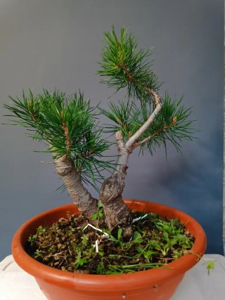 Prebonsai Pino Silvestris Doble Tronco