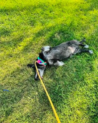 PASEO/CUIDADO DE MASCOTAS | Cerdanyola del vallès