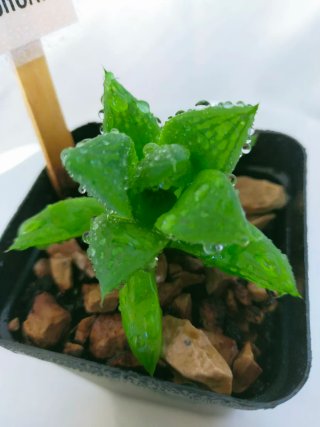 Planta Haworthia