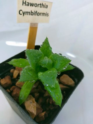 Planta Haworthia