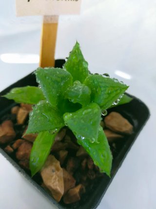Planta Haworthia