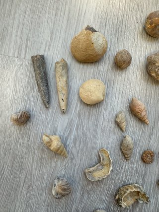 6. Lote 34 Fósiles Marinos Variados (Belemnite,...