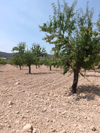 Terreno con almendros 22.500 m²