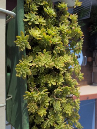 Sedum Palmeri