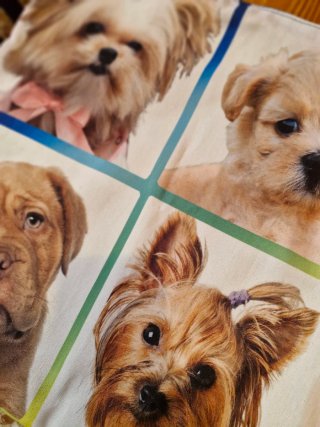 2 Fundas Cojín Perros y Gatos Adopta