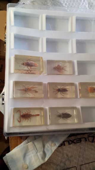 Colección Insectos en Resina