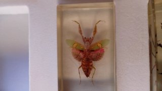 Colección Insectos en Resina