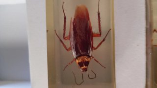 Colección Insectos en Resina