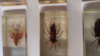 Colección Insectos en Resina