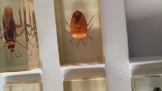 Colección Insectos en Resina