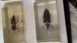 Colección Insectos en Resina
