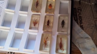 Colección Insectos en Resina